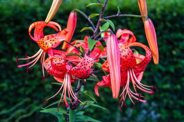 IMAGO Nature: Unsere Erde: Pflanzenwelt: Gepunktete Pflanzen Tiger-Lilie, Tigerlilie (Lilium lancifolium, Lilium tigridum), orangerote Lilie mit violetten Flecken Lance-leaf tiger lily, Tiger lily (Lilium lancifolium, Lilium tigridum), flowers BLWS654468 *** Tiger lily Lilium lancifolium, Lilium tigridum , orange-red lily with purple spots Lance leaf tiger lily, Tiger lily Lilium lancifolium, Lilium tigridum , flowers BLWS654468 Copyright: xblickwinkel McPHOTO H.xKraussx