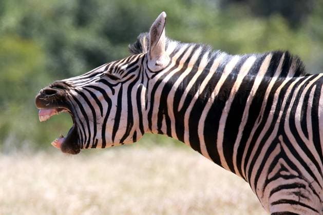 IMAGO Nature: Unsere Erde, Tiere, Gestreifte Tierarten Zebra with it s mouth wide open as if it were shouting Copyright: xx 12135596