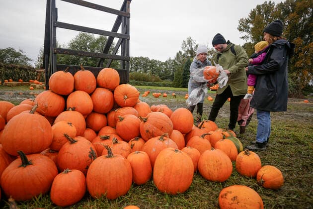(211017) -- RICHMOND (CANADA), Oct. 17, 2021 -- People select pumpkins during a pumpkin patch activity at a farm in Richmond, British Columbia, Canada, on Oct. 17, 2021. People participated in the activity to mark the arrival of the harvest season and celebrate the upcoming Halloween. (Photo by Xinhua) CANADA-RICHMOND-PUMPKIN PATCH LiangxSen 