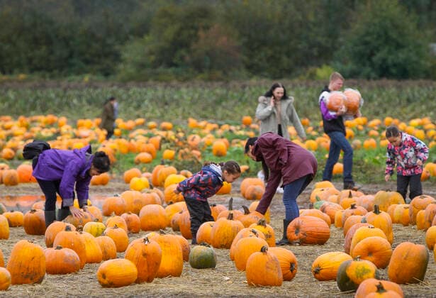 (211017) -- RICHMOND (CANADA), Oct. 17, 2021 -- People select their pumpkins during a pumpkin patch activity at a farm in Richmond, British Columbia, Canada, on Oct. 17, 2021. People participated in the activity to mark the arrival of the harvest season and celebrate the upcoming Halloween. (Photo by Xinhua) CANADA-RICHMOND-PUMPKIN PATCH LiangxSen 