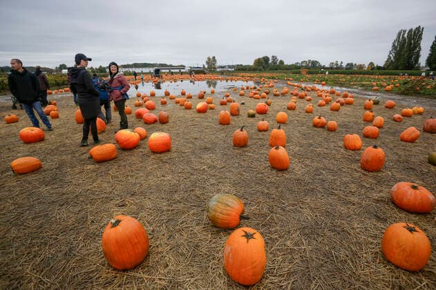 (211017) -- RICHMOND (CANADA), Oct. 17, 2021 -- People are seen during a pumpkin patch activity at a farm in Richmond, British Columbia, Canada, on Oct. 17, 2021. People participated in the activity to mark the arrival of the harvest season and celebrate the upcoming Halloween. (Photo by Xinhua) CANADA-RICHMOND-PUMPKIN PATCH LiangxSen 