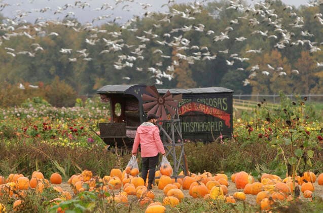 News Bilder des Tages (211017) -- RICHMOND (CANADA), Oct. 17, 2021 -- A man carries his selected pumpkins during a pumpkin patch activity at a farm in Richmond, British Columbia, Canada, on Oct. 17, 2021. People participated in the activity to mark the arrival of the harvest season and celebrate the upcoming Halloween. (Photo by Xinhua) CANADA-RICHMOND-PUMPKIN PATCH LiangxSen 