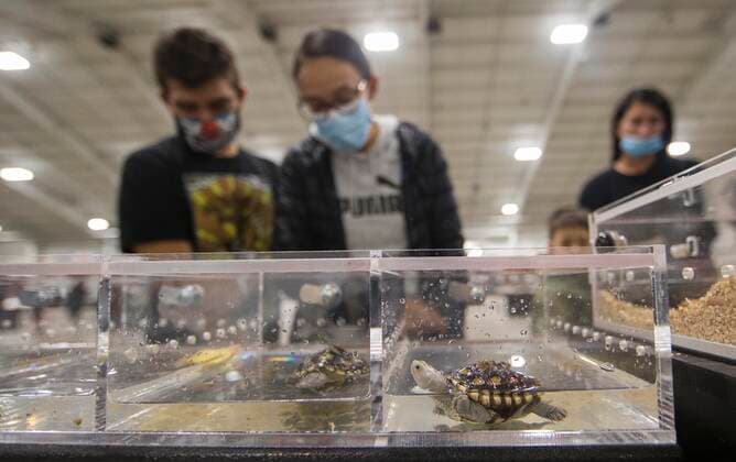 (211017) -- MISSISSAUGA (CANADA), Oct. 17, 2021 -- People look at tortoise during the 2021 Toronto Reptile Expo at the International Center in Mississauga, the Greater Toronto Area, Canada, on Oct. 17, 2021. Kicking off on Sunday, this event provided an opportunity to view species of reptilian specialty pets from across Canada. (Photo by Xinhua) CANADA-MISSISSAUGA-REPTILE EXPO ZouxZheng 