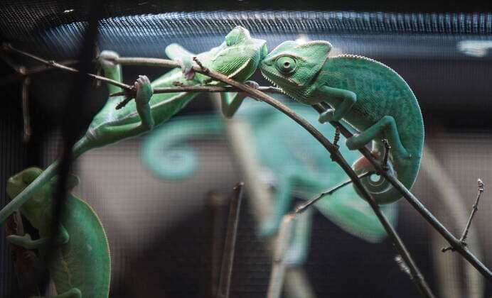 News Themen der Woche KW41 News Bilder des Tages (211017) -- MISSISSAUGA (CANADA), Oct. 17, 2021 -- Chameleons are seen during the 2021 Toronto Reptile Expo at the International Center in Mississauga, the Greater Toronto Area, Canada, on Oct. 17, 2021. Kicking off on Sunday, this event provided an opportunity to view species of reptilian specialty pets from across Canada. (Photo by Xinhua) CANADA-MISSISSAUGA-REPTILE EXPO ZouxZheng 