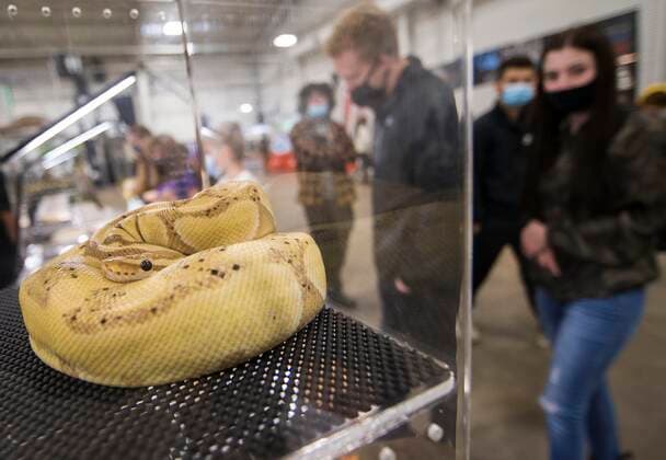 (211017) -- MISSISSAUGA (CANADA), Oct. 17, 2021 -- People look at a pet snake during the 2021 Toronto Reptile Expo at the International Center in Mississauga, the Greater Toronto Area, Canada, on Oct. 17, 2021. Kicking off on Sunday, this event provided an opportunity to view species of reptilian specialty pets from across Canada. (Photo by Xinhua) CANADA-MISSISSAUGA-REPTILE EXPO ZouxZheng 
