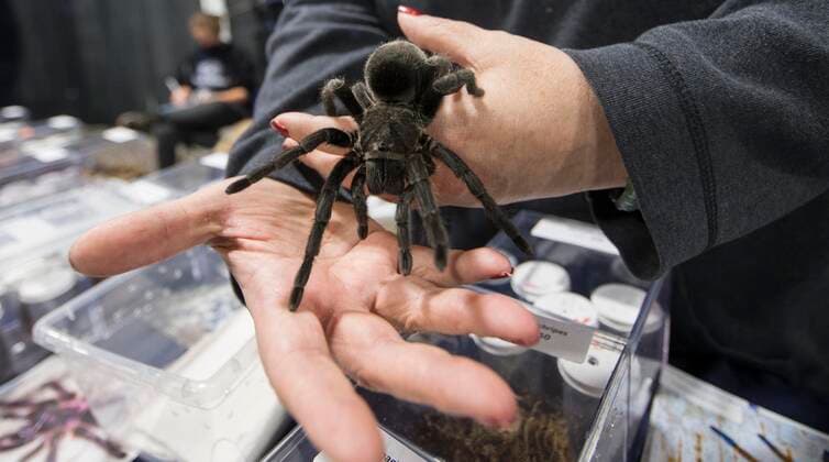 (211017) -- MISSISSAUGA (CANADA), Oct. 17, 2021 -- A pet tarantula is seen during the 2021 Toronto Reptile Expo at the International Center in Mississauga, the Greater Toronto Area, Canada, on Oct. 17, 2021. Kicking off on Sunday, this event provided an opportunity to view species of reptilian specialty pets from across Canada. (Photo by Xinhua) CANADA-MISSISSAUGA-REPTILE EXPO ZouxZheng 