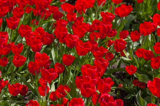 Background of red tulips. A beautiful tulip in a meadow. A flower bud in the spring in the sun. Flower bed. Tulip close-up. Red flower. Background for posters, banners, postcards and greetings Copyright: xAlinaxLebedx 36794716