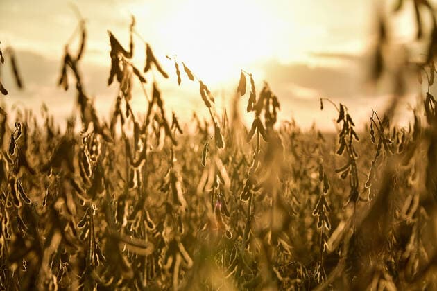 IMAGO Nature: Unsere Erde, Klimawandel, ErnÃ¤hrung, Pflanzen der Zukunft, Soja PRIMORYE TERRITORY, RUSSIA â€“ OCTOBER 20, 2021: A soybean field of Primagro agricultural enterprise, subsidiary of the Rusagro Group of Companies. Yuri Smityuk TASS  TS114E8B