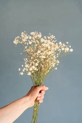 IMAGO Creative: Clickbait, Deko Ideen für Zuhause White gypsophila flowers in woman hand on blue background, minimal style Happy birthday flowers, White gypsophila flowers in woman hand on blue background, minimal style Copyright: xx 37513180