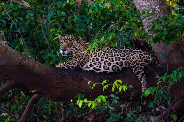 IMAGO Nature: Unsere Erde, Umweltverträgliche Herausforderungen, Regenwald A Jaguar, Panthera onca, resting on a tree branch. Mato Grosso Do Sul State, Brazil. Pantanal Mato Grosso Brazil Copyright: xSergioxPitamitzx SSH-RM-BR1509270287
