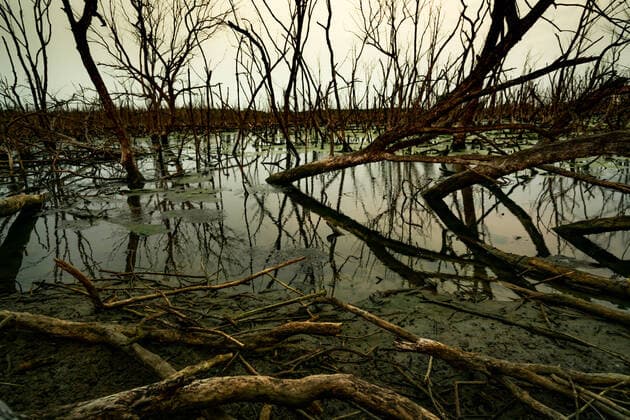 Dead tree in flooded forest. Environmental crisis from climate change. Dark background for death, sad, and hopless. Disaster from deforestation. Tree dead from climate change problem. Sad nature. Copyright: xx 38141154