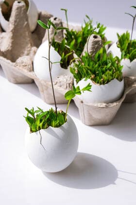 Fresh micro greens. Microgreens of arugula and cress grow in white egg shell. Cardboard boxes with seedlings in eggshell. Sprouts. Seedlings without plastic. Growing microgreens at home Fresh micro greens. Microgreens of arugula and cress grow in white egg shell. Cardboard boxes with seedlings in eggshell. Seedlings without plastic. Growing microgreens at home gardening. Save the planet Eco concept. Life Easter minimal concept. Copyright: xx 38514292