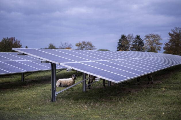 IMAGO Nature: Unsere Erde, Energiequellen, Photovoltaik Ein Schaf liegt auf einem Feld zwischen Solarplatten in Neukalen, 20.10.2021. Neukalen Deutschland *** A sheep lies on a field between solar panels in Neukalen, 20 10 2021 Neukalen Germany Copyright: xFlorianxGaertner photothek.dex