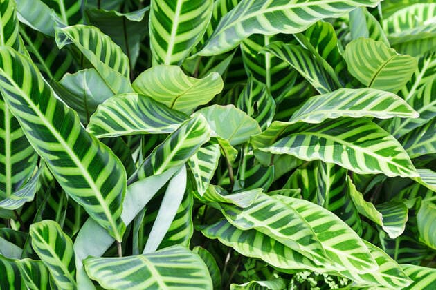 IMAGO Nature: Unsere Erde, Pflanzen, Gestreifte Pflanzen Zebra Plant (Calathea zebrina) family Marantaceae is a beautiful leafy plant texture. Copyright: xx 38933638