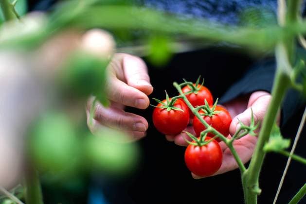 IMAGO Creative: Kulturelle Folgen der Pandemie: Gesundheitsbewußtsein und Alleinsein Woman Harvests tomatoes From Her Garden Texas City, Texas, United States CR_INCH211018-847037-01 ,model released, Symbolfoto