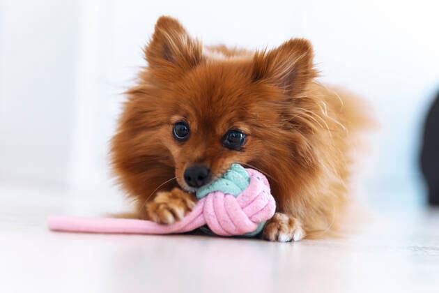 Dog playing with toy at home model released Symbolfoto property released JSRF01615