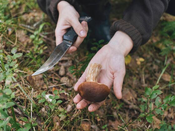 Mid adult woman with knife showing king bolete mushroom in forest model released Symbolfoto KNTF06446