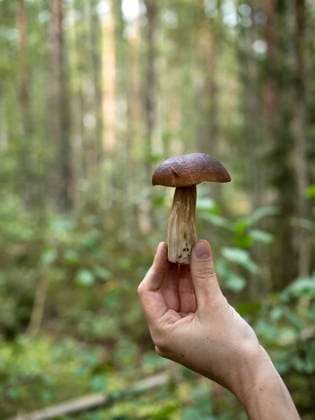 Woman holding bolete mushroom in forest model released Symbolfoto KNTF06447