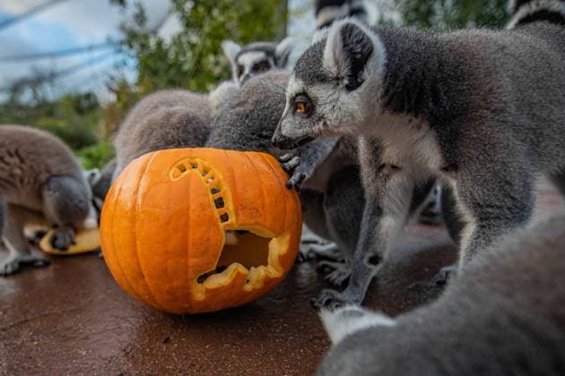 Creatures of all shapes and sizes enjoy a pumpkin party at Chester Zoo. From the impressive sun bear to the tiniest weaver ants, animals across the zoo tucked into their Halloween treats this week. Keepers found imaginative ways to get the animals under their care into the Halloween spirit. Carved pumpkins were drenched in fish blood to peak the Komodo dragon?s interest; holes were cut for the Boelen?s pythons to slither through and some were filled with tasty fruit snacks for the sun bears and lemurs to enjoy. Conservationists at the zoo say providing food in an unusual and interesting way is great enrichment for the animals, giving them the opportunity to forage for food in an exciting new way. Keep an eye on Chester Zoo?s socia Copyright: xx 50815323 EDITORIAL USE ONLY. NOT FOR USE BY NEWSPAPERS BASED IN THE UK.