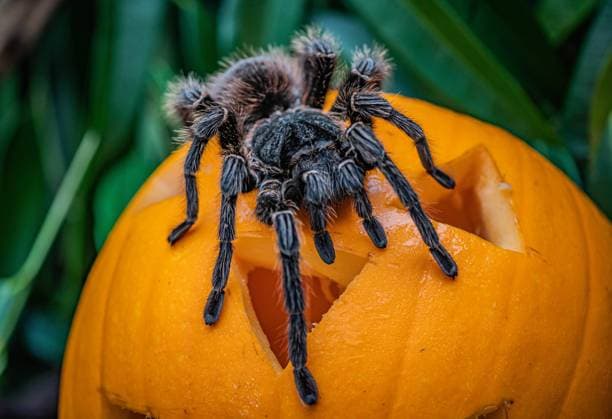 Creatures of all shapes and sizes enjoy a pumpkin party at Chester Zoo. From the impressive sun bear to the tiniest weaver ants, animals across the zoo tucked into their Halloween treats this week. Keepers found imaginative ways to get the animals under their care into the Halloween spirit. Carved pumpkins were drenched in fish blood to peak the Komodo dragon?s interest; holes were cut for the Boelen?s pythons to slither through and some were filled with tasty fruit snacks for the sun bears and lemurs to enjoy. Conservationists at the zoo say providing food in an unusual and interesting way is great enrichment for the animals, giving them the opportunity to forage for food in an exciting new way. Keep an eye on Chester Zoo?s socia Copyright: xx 50815320 EDITORIAL USE ONLY. NOT FOR USE BY NEWSPAPERS BASED IN THE UK.