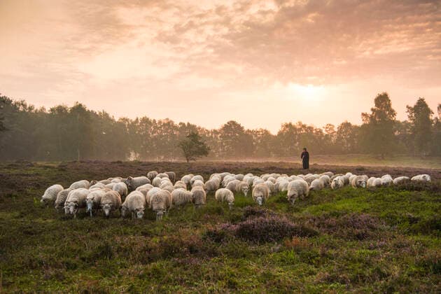 Schafherde, Schaefer, Heide, Thuelsfelder Talsperre, Niedersachsen, McPWRO *** Flock of sheep, Schaefer, Heath, Thuelsfelder dam, Lower Saxony, McPWRO McPWRO