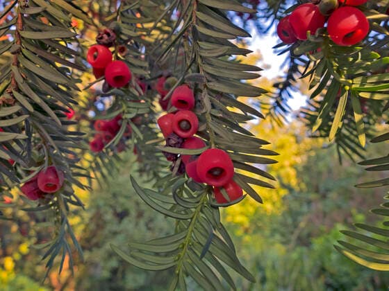 IMAGO Nature: Unsere Erde: Pflanzenwelt: Bedrohte Arten Gemeine Eibe, Gewoehnliche Eibe, Eibe, Europaeische Eibe (Taxus baccata), Eibensamen mit rotem Arillus, Deutschland Common yew, English yew, European yew (Taxus baccata), seeds, Germany BLWS655593 *** Common yew, European yew Taxus baccata , seeds with red aril, Germany Common yew, English yew, European yew Taxus baccata , seeds, Germany BLWS655593 Copyright: xblickwinkel C.xKaiserx