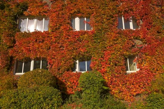 Herstblaub, vine leaves, facade greening, Freiherr vom Stein Straße, Schöneberg, Tempelhof Schöneberg, Berlin, Germany