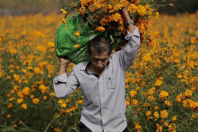 Sale Of Flor De Cempasuchil Begins In Tlahuac, Mexico City A buyer of marigold flowers on the Las Calabacitas estate, located in Zapotitla, Mexico City, during the COVID-19 health emergency and the green epidemiological traffic light in the capital. Mexico City Mexico  Copyright: xGerardoxVieyrax vieyra-notitle211029_npn5A