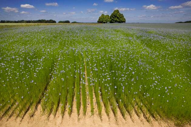 Landwirtschaft, Lein Anbau Flachsfeld, Blauer Lein, Saat-Lein, Gemeiner Lein, Flachs (Linum usitatissimum), Belgien, Europa *** Flax field, Blue flax, Seed flax, Common flax, Flax Linum usitatissimum , Belgium, Europe Copyright: imageBROKER/J.xDexMeester ibldej05506407.jpg