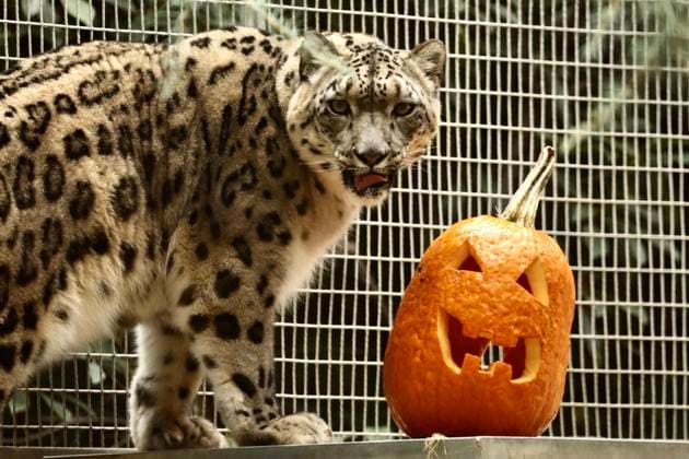 (211101) -- LOS ANGELES, Nov. 1, 2021 -- A snow leopard plays with a pumpkin lantern in a Halloween holiday celebration in the Los Angeles Zoo in California, the United States, Oct. 31, 2021. (Str Xinhua) U.S.-LOS ANGELES-HALLOWEEN-ZOO GaoxShan 