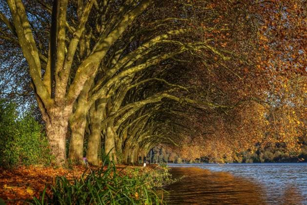 IMAGO Creative: Herbst, Lichtimpressionen Essen, Nordrhein-Westfalen, Deutschland - Goldener Herbst am Baldeneysee. Essen Nordrhein-Westfalen Deutschland *** Essen, North Rhine Westphalia, Germany Golden Autumn at Lake Baldeney Essen North Rhine Westphalia Germany