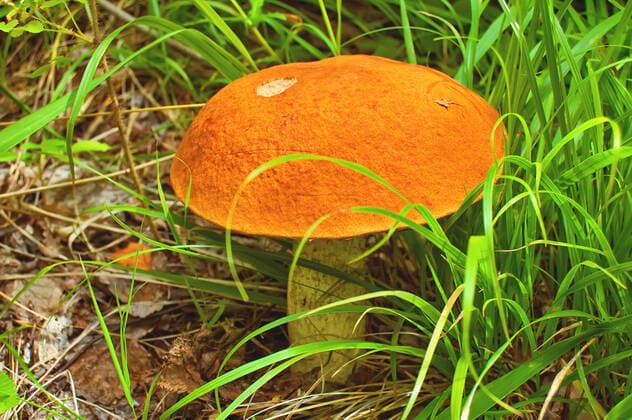 Large orange orange-cap boletus on the background of green grass and brown leaves Copyright: xkostrezx 4442372
