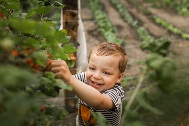 IMAGO Creative: Sommer, Sommertage im Garten Laughing blonde boy with blue eyes picking red currants in garde Gryfino, West Pomeranian Voivodeship, Poland CR_XCKH211101-857483-01 ,model released, Symbolfoto