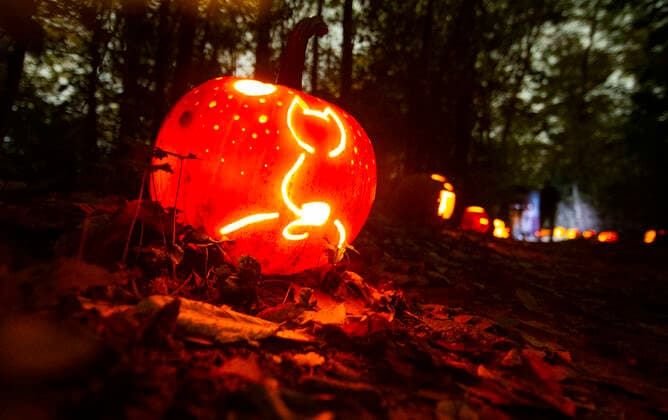 (211102) -- MISSISSAUGA, Nov. 2, 2021 -- Jack-O-Lanterns are seen during a pumpkin parade event in Whiteoaks Park in Mississauga, Ontario, Canada, on Nov. 1, 2021. As an annual post-Halloween tradition, pumpkin parades returned to Ontario on Monday this year. (Photo by Xinhua) CANADA-MISSISSAUGA-PUMPKIN PARADE ZouxZheng 