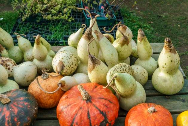 Hofladen Rixmanns Hof im Storchendorf Linum, Obst und Gemüseverkauf, Kürbisse, Herbst, Ostprignitz-Ruppin, Deutschland Hofladen Rixmanns Hof im Storchendorf Linum, Obst und Gemüseverkauf, Kürbisse, Herbst, Ostprignitz-Ruppin, Deutschland *** Hofladen Rixmanns Hof im Storchendorf Linum, fruit and vegetable sales, pumpkins, autumn, Ostprignitz Ruppin, Germany Hofladen Rixmanns Hof im Storchendorf Linum, fruit and vegetable sales, pumpkins, autumn, Ostprignitz Ruppin, Germany