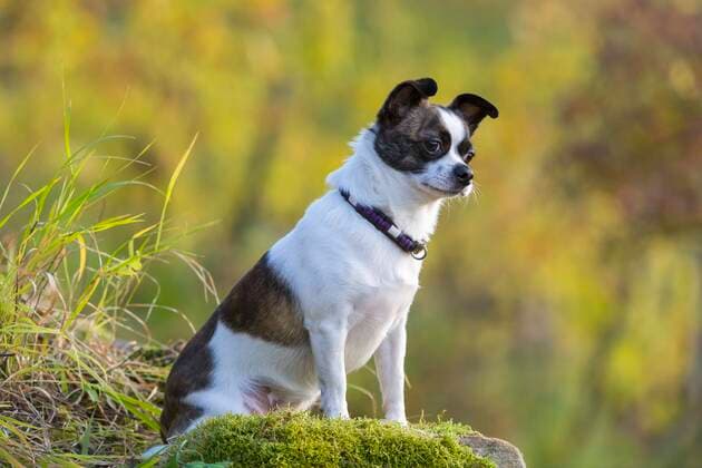 Small Chihuahua dog, Baden Württemberg, Germany, Europe Copyright: imageBROKER/Lilly ibxtke07158344.jpg