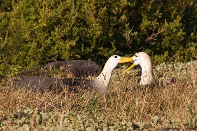 IMAGO Nature: Unsere Erde, Naturschutz, Naturschutzgebiete in Südamerika Galapagosalbatros, Galapagos-Albatros (Diomedea irrorata, Phoebastria irrorata), balzendes Paar, Ecuador, Galapagos-Inseln, Espanola, Suarez Point Waved albatross, Galapagos albatross (Diomedea irrorata, Phoebastria irrorata), displaying couple, Ecuador, Galapagos Islands, Espanola, Suarez Point BLWS655844 *** Galapagos Albatross Diomedea irrorata, Phoebastria irrorata , displaying couple, Ecuador, Galapagos Islands, Espanola, Suarez Point Waved albatross, Galapagos albatross Diomedea irrorata, Phoebastria irrorata , displaying couple, Ecuador, Galapagos Islands, Espanola, Suarez Point BLWS655844 Copyright: xblickwinkel McPHOTO M.xDeFreitasx