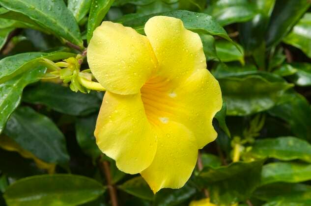 Cat claw vine, cat claw wine, cat claw Macfadyena unguis cati, Doxantha unguis cati , bluete, Cook Islands Cat s Claw , Cats Claw, catclawvine, claw vine Macfadyena unguis cati, Doxantha unguis cati , flower, Cook Islands BLWS655946 Copyright: xblickwinkel McPHOTO M.xDeFreitasx
