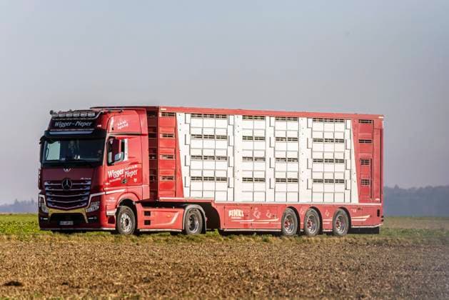 Viehtransporter auf der Schwäbischen Alb. 27.10.2021: Deutschland, Baden-Württemberg, Dornstadt. *** Cattle truck on the Swabian Alb 27 10 2021 Germany, Baden Württemberg, Dornstadt