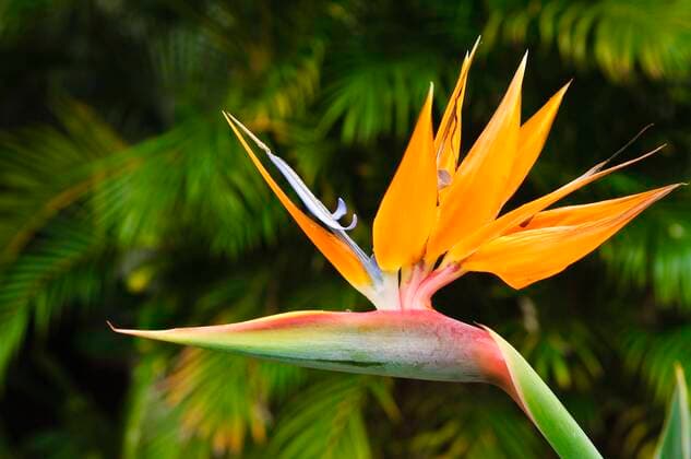 Bird of paradise flower, Strelitzia Strelitzia reginae , Bluete, USA, Hawaii crane flower, bird of paradise flower, geel piesang Strelitzia reginae , flowers, USA, Hawaii BLWS656356 Copyright: xblickwinkel McPHOTO M.xDeFreitasx