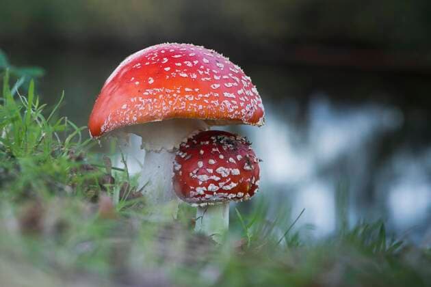 Fliegenpilze (Amanita muscaria), Emsland, Niedersachsen, Deutschland, Europa *** Fly agaric Amanita muscaria , Emsland, Lower Saxony, Germany, Europe Copyright: imageBROKER/ErhardxNerger ibxenh07162817.jpg