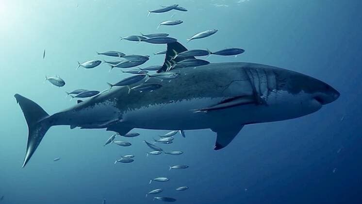 VIDEO AVAILABLE: CONTACT INFO@COVERMG.COM Rubbing up against a shark sounds like a risky move if you?re a fish, but a research team led by the University of Miami (UM) Shark Research and Conservation Program at the Rosenstiel School of Marine and Atmospheric Science found that this behavior is frequent, widespread, and could play an mportant ecological role for aquatic animals. Although instances of fish rubbing, or ?chafing? against sharks have previously been observed, this study finds this cross-species behavior to be more common than previously understood. The research team examined underwater photos, video, drone footage, and witness reports to find 47 instances of fish rubbing themselves against a shark?s skin - some of whic Copyright: xx 50869524 EDITORIAL USE ONLY. NOT FOR USE BY NEWSPAPERS BASED IN THE UK.