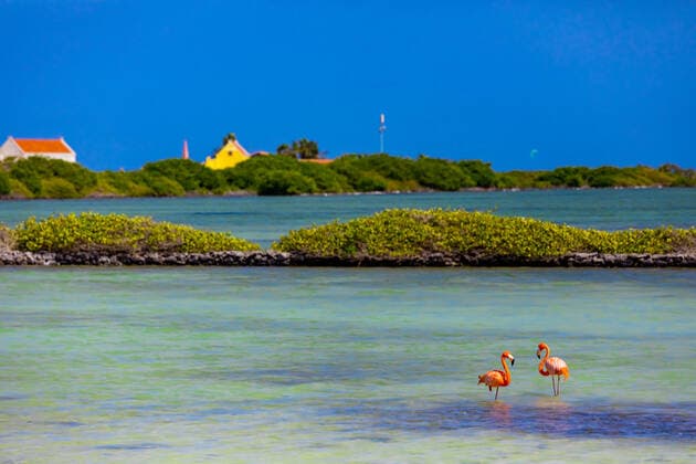 Niederländische Karibik Flamingos lounging around in their natural habitat, Bonaire, Netherlands Antilles, Caribbean, Central America Copyright: LauraxGrier 1218-1487