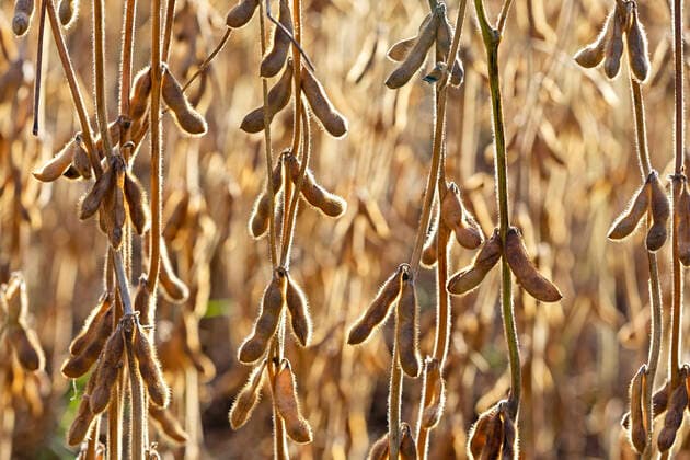 IMAGO Nature: Unsere Erde, Klimawandel, Ernährung, Pflanzen der Zukunft, Soja Reife Sojabohnen *** Mature soybeans 1065527075