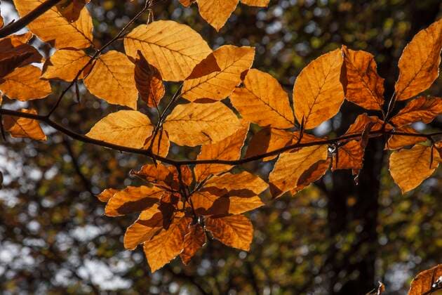  Rotbuche (Fagus sylvatica) Herbstblätter im Gegenlicht, Baden-Württemberg, Deutschland, Europa *** European beech Fagus sylvatica autumn leaves in backlight, Baden Württemberg, Germany, Europe Copyright: imageBROKER/HansxLang ibxhlu07166509.jpg