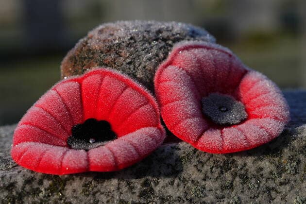 News Bilder des Tages November 11, 2021, Ottawa, ON, Canada: Frosty poppies sit atop a tombstone on Remembrance Day at the National Military Cemetery in Ottawa on Thursday, Nov. 11, 2021. Ottawa Canada  - ZUMAc35_ 20211111_zaf_c35_006 Copyright: xSeanxKilpatrickx