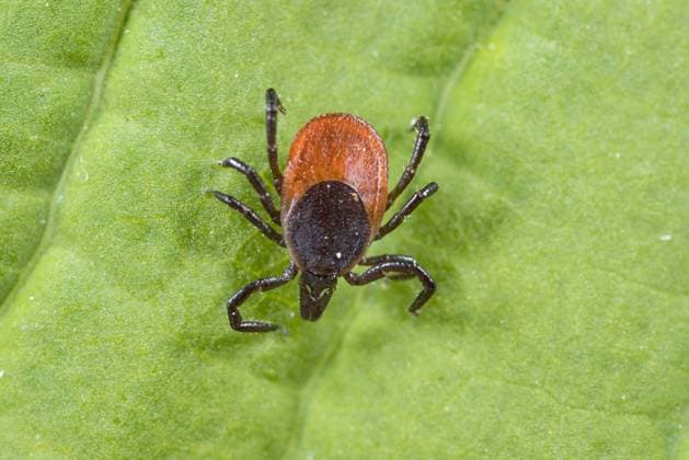 Zecke, Gemeiner Holzbock (Ixodes ricinus), sitzt auf einem Blatt, Deutschland European castor bean tick, European sheep tick (Ixodes ricinus), sits on a leaf, Germany BLWS656522 *** Tick, common wood tick Ixodes ricinus , sits on a leaf, Germany European castor bean tick, European sheep tick Ixodes ricinus , sits on a leaf, Germany BLWS656522 Copyright: xblickwinkel W.xWillnerx
