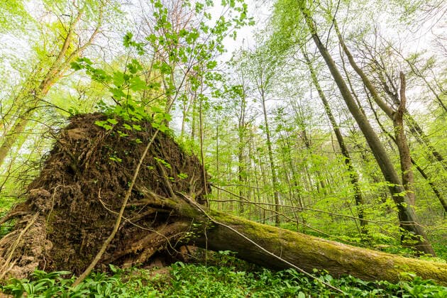 Rotbuche, Rot-Buche, Buche (Fagus sylvatica), Buchenwald mit umgestuerztem Baum, Baum des Jahres 2022, Deutschland, Thueringen, Nationalpark Hainich common beech (Fagus sylvatica), beech forest with fallen tree, Tree of the Year 2022, Germany, Thueringen, Nationalpark Hainich BLWS656602 *** Common beech Fagus sylvatica , beech forest with fallen tree, Tree of the Year 2022, Germany, Thueringen, Nationalpark Hainich common beech Fagus sylvatica , beech forest with fallen tree, Tree of the Year 2022, Germany, Thueringen, Nationalpark Hainich BLWS656602 Copyright: xblickwinkel A.xHeldx