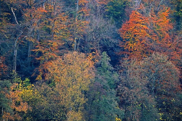 Bedeutsamer Schutz der Wälder Die in Nordrhein-Westfalen dominanten Buchenwälder zeigen ihre leuchtende Herbstfärbung Essen Nordrhein-Westfalen Deutschland *** Important protection of forests The beech forests that dominate North Rhine-Westphalia show their brilliant autumn colours Essen Nordrhein Westfalen Germany