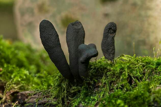 IMAGO Nature: Unsere Erde: Pflanzenwelt: Hässliche Pflanzen Pilz, Langstielige Holzkeule (Xylaria longipes) auf Totholz, ungeniessbar, Mönchbruch, Rüsselsheim am Main, Hessen, Deutschland, Europa *** Mushroom, long stemmed wood club Xylaria longipes on dead wood, inedible, Mönchbruch, Rüsselsheim am Main, Hesse, Germany, Europe Copyright: imageBROKER/GeorgxStelzner iblcag07143330.jpg
